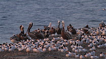 California brown pelicans (Pelecanus occidentalis californicus) stretching their gular pouches and preening, resting near to a flock of Elegant terns (Thalasseus elegans), Southern California, USA, Ma...