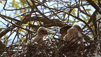 Cooper's hawk (Accipiter cooperii) nestling pecking sibling, Southern California, USA, June.