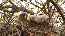 Cooper's hawk (Accipiter cooperii) nestling sleeping Southern California, USA.