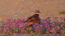 Killdeer (Charadrius vociferus) brooding her chicks, Southern California, USA, June.