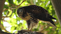 Red-tailed hawk (Buteo jamaicensis) feeding on a rabbit, Southern California, USA, June.