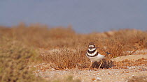 Killdeer (Charadrius vociferus) stamping its feet to create vibrations in the sand as it forages for insects, Southern California, USA, August.