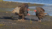 Turkey vultures (Cathartes aura) scavenging on a carcass on a beach Southern California, USA.