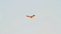 White-tailed kite (Elanus leucurus) hovering while seaching for prey, Southern California, USA.