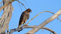 Red-shouldered hawk (Buteo lineatus) preening, Southern California, USA.