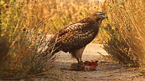 Red-tailed hawk (Buteo jamaicensis) feeding on a squirrel, Southern California, USA.