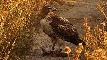 Red-tailed hawk (Buteo jamaicensis) feeding on a squirrel, Southern California, USA.