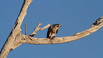 Peregrine falcon (Falco peregrinus) plucking Dowitcher (Limnodromus) prey, Southern California, USA.