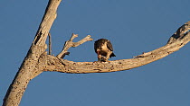 Peregrine falcon (Falco peregrinus) feeding on Dowitcher (Limnodromus) prey, Southern California, USA.