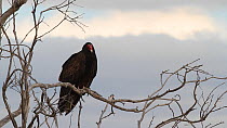 Turkey vulture (Cathartes aura) preening, perched in a tree, Southern California, USA.