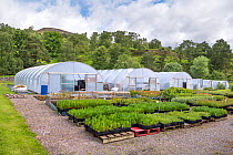 Seedlings growing at Trees For Life tree nursery on Dundreggan Estate, Scotland, UK, June.