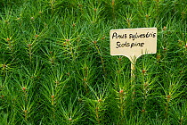 Scots pine (Pinus sylvestris) seedlings growing at Trees For Life&#39;s nursery on Dundreggan Estate, Scotland, UK, June.