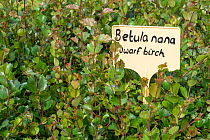 Dwarf Birch (Betula nana) seedlings growing at Trees For Life&#39;s nursery on Dundreggan Estate, Scotland, UK, June.