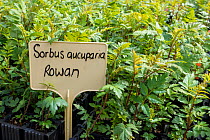 Rowan (Sorbus aucuparia) seedlings growing at Trees For Life&#39;s nursery on Dundreggan Estate, Scotland, UK, June.