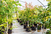 Young Aspen trees (Populus tremula) in a polytunnel at Trees For Life&#39;s nursery on Dundreggan Estate, Scotland, UK, June.