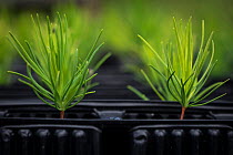 Young Scots pine (Pinus sylvestris) seedlings growing in seed trays at Trees For Life&#39;s nursery on Dundreggan Estate, Scotland, UK, June.