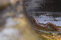 European eel (Anguilla anguilla) migrating upstream bypassing a waterfall by leaving the water completely. Cairngorms National Park, Scotland, UK, July.