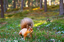 Red squirrel (Sciurus vulgaris) amongst heather in pine woodland.Cairngorms National Park, Scotland, UK, October.