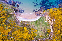 Aerial view of Clashach Cove surrounded by flowering Gorse (Ulex europaeus) Hopeman, Scotland, UK, May.