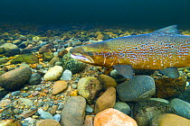 Atlantic salmon (Salmo salar) male on breeding territory in the River Ness, Scotland, UK, January.