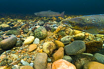 Atlantic salmon (Salmo salar) on breeding territory in the River Ness, Scotland, UK, January.
