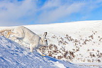 Mountain hare (Lepus timidus) runs down a snowy mountain side.  Monadhliath Mountains, Scotland.