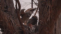 Great horned owl (Bubo virginianus) chicks stretching and flapping their wings, Southern California, USA, May.