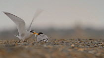 Male California least tern (Sternula antillarum browni) offering female a fish during courtship, Southern California, USA, June.