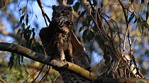 Great horned owl (Bubo virginianus) perched in a tree, stretching wings, Southern California, USA, June.
