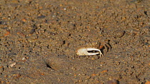Crenulated fiddler crab (Uca crenulata) feeding on detritus, Southern California, USA, June.
