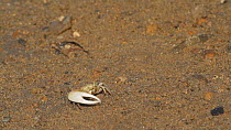 Crenulated fiddler crab (Uca crenulata) waving its major claw at another crab, part of a courtship display, Southern California, USA, June.