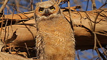 Great horned owl (Bubo virginianus) chick panting, thermoregulating, Southern California, USA, June.