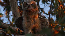 Great horned owl (Bubo virginianus)chick scratching and stretching its wings, Southern California, USA, June.