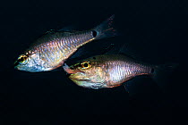 Spotnape cardinalfish (Ostorhinchus notatus) pair spawning. Male taking fertilised eggs into mouth to brood. Shizuoka Prefecture, Honshu, Japan. June.