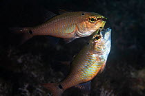 Spotnape cardinalfish (Ostorhinchus notatus) pair spawning. Male has taken fertilised eggs into mouth to brood, female chasing male in an apparent attempt to steal eggs. Shizuoka Prefecture, Honshu, J...