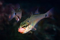 Spotnape cardinalfish (Ostorhinchus notatus) pair, male taking cluster of fertilised eggs into mouth to brood. Shizuoka Prefecture, Honshu, Japan. June.