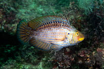 Wrasse (Pteragogus aurigarius) male departing after fight with another male. Shizuoka Prefecture, Honshu, Japan. June.
