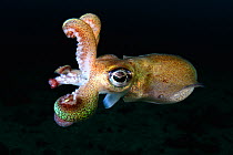 Stubby squid (Rossia pacifica), portrait. Hokkaido, Japan. May.