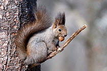 Eurasian red squirrel (Sciurus vulgaris orientis) sitting on branch with nut in mouth. Hokkaido, Japan.
