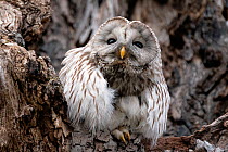 Ural owl (Strix uralensis japonica), portrait. Hokkaido, Japan. April.