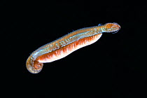Polychaete worm (Syllidae) as pelagic sexually mature worm / epitoke carrying eggs. Hakodate, Hokkaido, Japan. May.