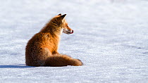Ezo red fox (Vulpes vulpes schrencki) sitting on snow, licking lips after eating Vole. Hokkaido, Japan. April.