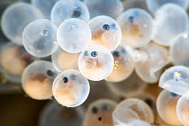 Smooth lumpsucker (Aptocyclus ventricosus) embryos inside eggs, eyes visible. Non-viable eggs without embryos presernt. Hokkaido, Japan. May.