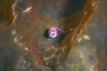 Smooth lumpsucker (Aptocyclus ventricosus) juvenile on marine algae. Hokkaido, Japan. May.