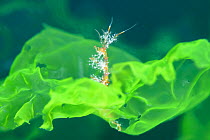 Skeleton shrimp (Caprella bispinosa) female and babies on Sea lettuce. Venomous spikes on female used to protect young. Hokkaido, Japan. May.