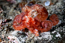 Giant Pacific octopus (Enteroctopus dofleini) juvenile. Hokkaido, Japan. May.