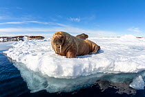 Atlantic walrus (Odobenus rosmarus rosmarus), two hauled out on ice. Svalbard, Norway. July.