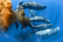 Sperm whale (Physeter macrocephalus), ten swimming together in gathering of more than 50 individuals. Whales with flatulence and defecating. Sri Lanka.