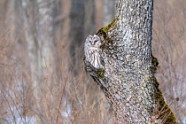 Ural owl (Strix uralensis japonica) resting in hole in tree. Hokkaido, Japan. March.