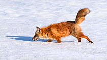 Ezo red fox (Vulpes vulpes schrencki) walking through snow, carrying vole in mouth. Hokkaido, Japan. March. April.